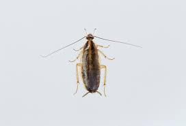 Image result for ゴキブリ報告所