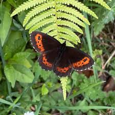 Attēlu rezultāti vaicājumam “Erebia ligea”