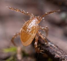Attēlu rezultāti vaicājumam “Poecilochirus sp.”