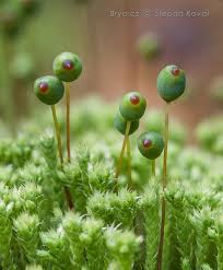 Attēlu rezultāti vaicājumam “Philonotis fontana”