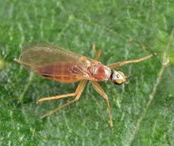 Attēlu rezultāti vaicājumam “Empididae”