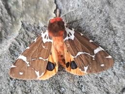 Attēlu rezultāti vaicājumam “Arctia caja”