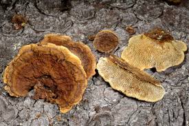 Attēlu rezultāti vaicājumam “Gloeophyllum abietinum”