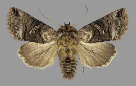 Attēlu rezultāti vaicājumam “Abrostola tripartita”