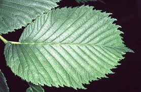 Attēlu rezultāti vaicājumam “Ulmus glabra leaf”