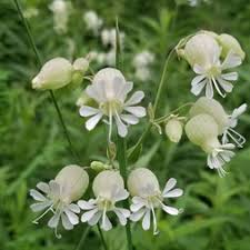 Image result for Silene vulgaris