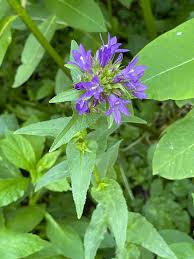Attēlu rezultāti vaicājumam “Campanula glomerata bud”