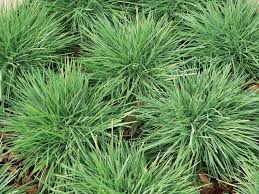 Attēlu rezultāti vaicājumam “Koeleria glauca flower”