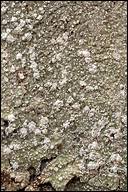 Attēlu rezultāti vaicājumam “Pertusaria amara”