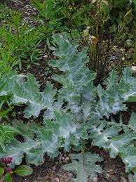 Image result for Onopordum acanthium