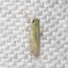 Attēlu rezultāti vaicājumam “Macrosteles nymph”