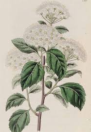 Attēlu rezultāti vaicājumam “Spiraea chamaedryfolia”