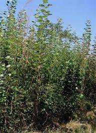 Attēlu rezultāti vaicājumam “Populus x canescens”