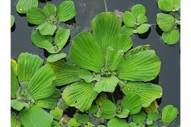 Attēlu rezultāti vaicājumam “Pistia stratiotes leaf”