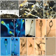 Attēlu rezultāti vaicājumam “Pilobolus crystallinus”