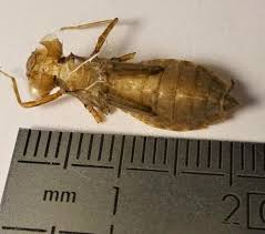 Attēlu rezultāti vaicājumam “Leucorrhinia pectoralis”