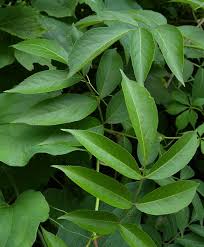 Attēlu rezultāti vaicājumam “Sambucus nigra leaf”