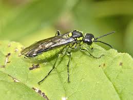 Attēlu rezultāti vaicājumam “Tenthredo mandibularis”