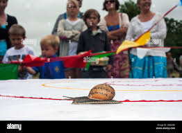 Image result for World Snail Racing Championships