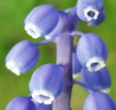 Attēlu rezultāti vaicājumam “Muscari botryoides flower”