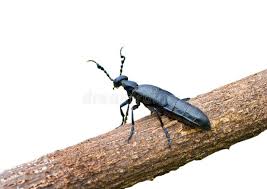 Attēlu rezultāti vaicājumam “Meloe sp.”