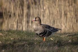Attēlu rezultāti vaicājumam “Anser albifrons”