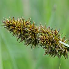 Attēlu rezultāti vaicājumam “Carex sylvatica fruit”