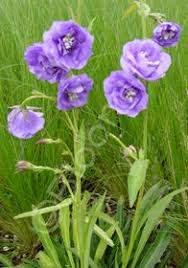 Image result for Campanula persicifolia