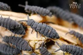 Attēlu rezultāti vaicājumam “Hypogastrura sp.”