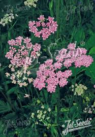 Image result for Pimpinella major