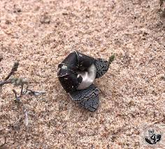 Attēlu rezultāti vaicājumam “Peziza ammophila”