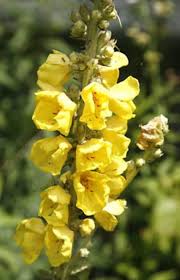 Attēlu rezultāti vaicājumam “Verbascum thapsus bud”