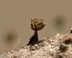 Attēlu rezultāti vaicājumam “Collaria arcyrionema spores”