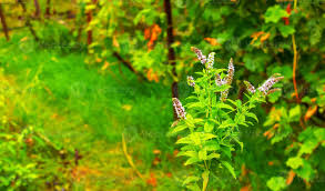 Image result for Melissa officinalis