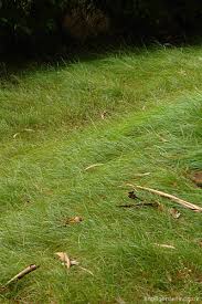 Attēlu rezultāti vaicājumam “Carex arenaria”