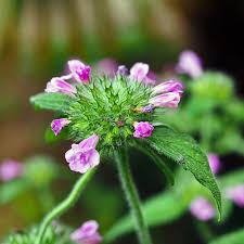 Attēlu rezultāti vaicājumam “Clinopodium vulgare leaf”