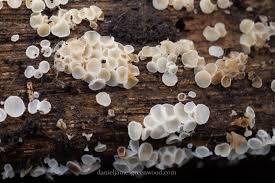 Attēlu rezultāti vaicājumam “Lachnum virgineum”