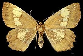 Attēlu rezultāti vaicājumam “Angerona prunaria”