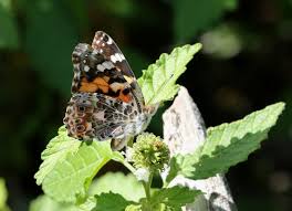 Attēlu rezultāti vaicājumam “Vanessa cardui upperside”