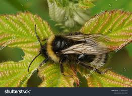 Attēlu rezultāti vaicājumam “Psithyrus sylvestris”