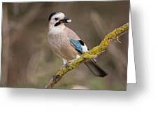 Attēlu rezultāti vaicājumam “Garrulus glandarius adult”