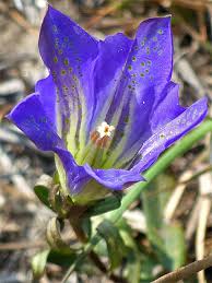 Attēlu rezultāti vaicājumam “Gentiana pneumonanthe leaf”