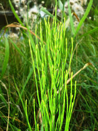 Attēlu rezultāti vaicājumam “Equisetum palustre”