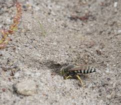Attēlu rezultāti vaicājumam “Bembix rostrata”