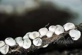 Attēlu rezultāti vaicājumam “Perichaena corticalis macro”