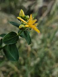 Attēlu rezultāti vaicājumam “Hypericum maculatum flower”