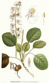 Attēlu rezultāti vaicājumam “Pyrola rotundifolia”