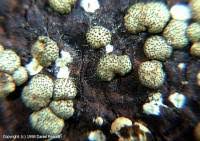 Attēlu rezultāti vaicājumam “Hypocrea gelatinosa”