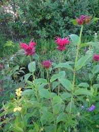 Image result for Monarda didyma