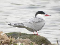 Attēlu rezultāti vaicājumam “Sterna hirundo adult”